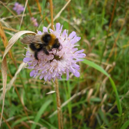 Botanische Botschaft Lejlighed Strodehne Eksteriør billede